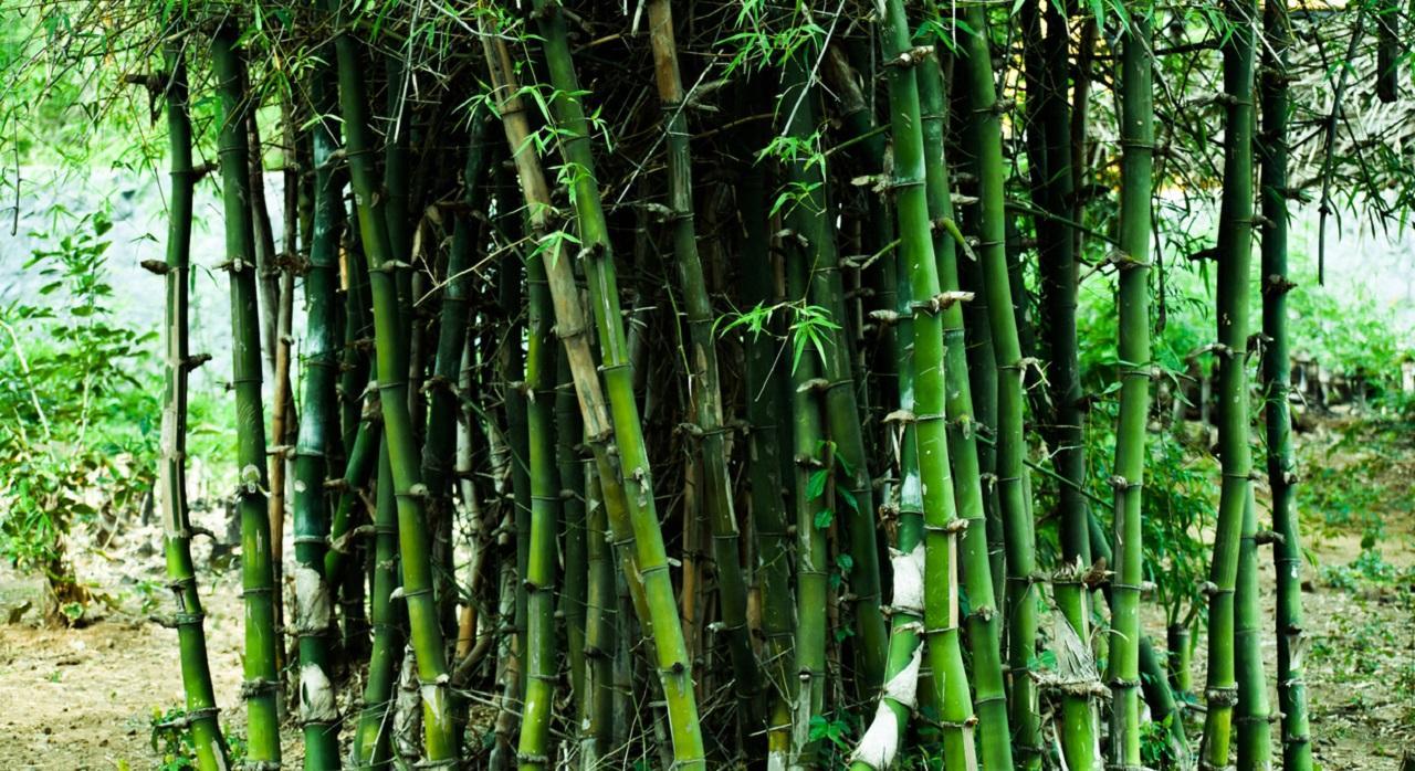 Maharashtra: Drive to plant 1 lakh bamboos in Latur launched